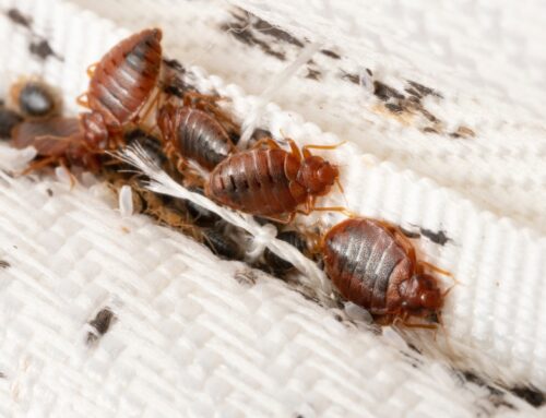 Lawyers: “They Found Him Dead, Eaten By These Bed Bugs” 